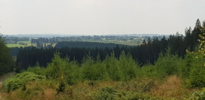 Landschaftsbild der Wälder in Weywertz